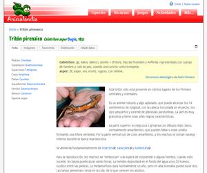 Tritón pirenaico (Calotriton asper)