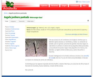 Anguila jardinera punteada (Heteroconger hassi)