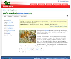 Godiva banyulensis (Godiva banyulensis)