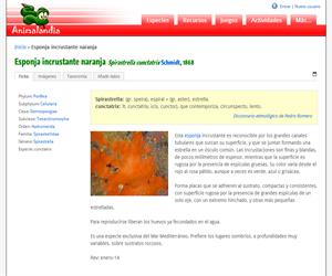 Esponja incrustante naranja (Spirastrella cunctatrix)