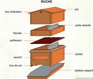 Ruche (Dictionnaire Visuel)
