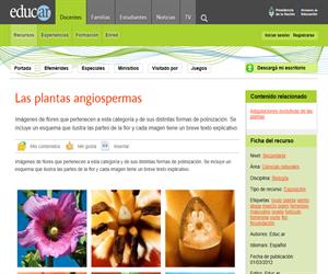 Las plantas angiospermas