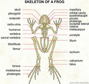 Skeleton of a frog  (Visual Dictionary)