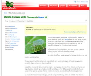 Chinche de escudo verde (Palomena prasina)
