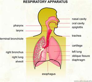 Respiratory apparatus  (Visual Dictionary)