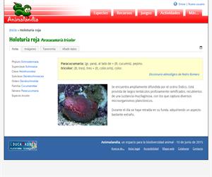 Holoturia roja (Paracucumaria tricolor)