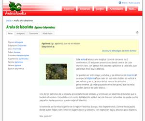 Araña de laberinto (Agelena labyrinthica)