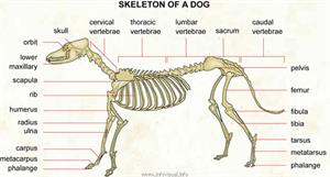 Skeleton of a dog  (Visual Dictionary)