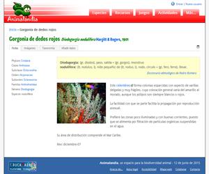 Gorgonia de dedos rojos (Diodogorgia nodulifera)