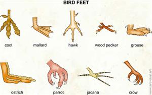 Bird feet  (Visual Dictionary)