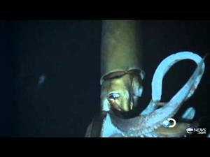 Las primeras imágenes en vídeo del calamar gigante