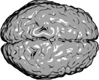 Experimento sobre las funciones de los hemisferios cerebrales (nobelprize.org)