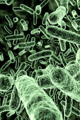 What Music Does Bacteria Enjoy the Most?