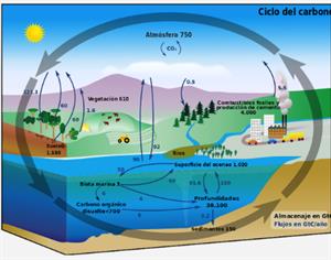 Ciclo del carbono (BioEnciclopedia)