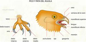 Pico y pata del águila (Diccionario visual)