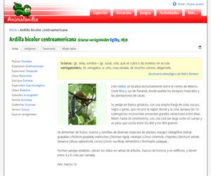 Ardilla bicolor de Costa Rica (Sciurus variegatoides)