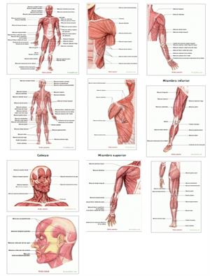 Músculos del cuerpo humano. Saludalia