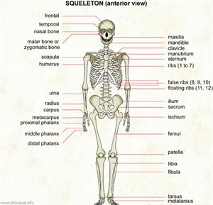 Skeleton  (Visual Dictionary)