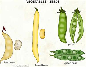 Vegetables - seeds (2)  (Visual Dictionary)