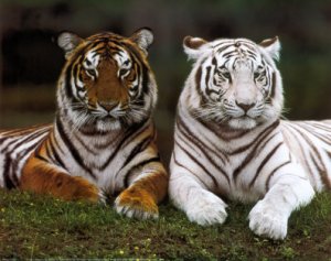 Els tigres
