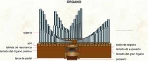 Órgano (Diccionario visual)