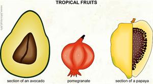 Tropical fruits (2)  (Visual Dictionary)