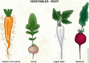 Vegetables - root  (Visual Dictionary)