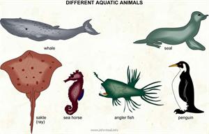 Aquatic animals  (Visual Dictionary)