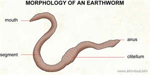 Morphology of an earthworm  (Visual Dictionary)