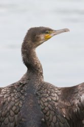 What Effect Does Oil have on Birds?