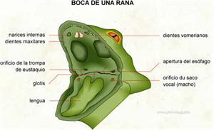 Boca de una rana (Diccionario visual)