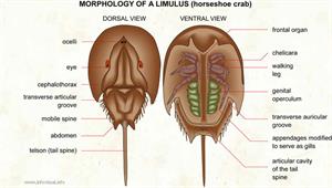 Limulus  (Visual Dictionary)