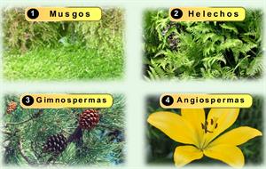Reproducción sexual de la plantas: Musgos, helechos, gimnospermas y angiospermas