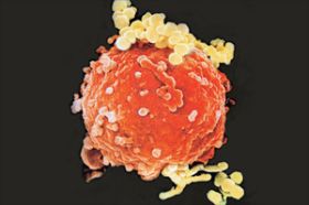 Los linfocitos en el organismo