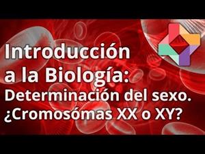 Determinación cromosómica del sexo: ¿XX o XY?