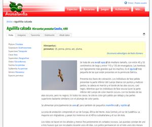 Aguililla calzada (Hieraaetus pennatus)