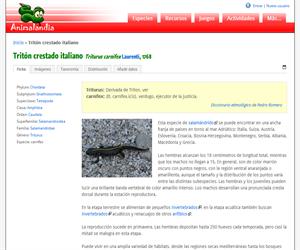 Tritón crestado italiano (Triturus carnifex)