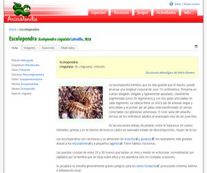 Escolopendra (Scolopendra cingulata)