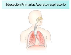 Ficha de actividades sobre el aparato respiratorio