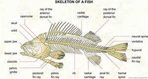 Skeleton of a fish  (Visual Dictionary)
