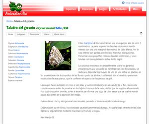 Taladro del geranio (Cacyreus marshali)