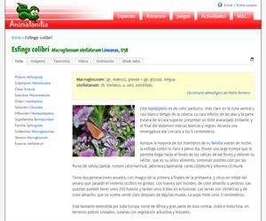 Esfinge colibrí (Macroglossum stellatarum )
