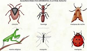 Insectos (Diccionario visual)