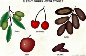 Fruit  (Visual Dictionary)