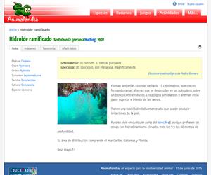 Hidroide ramificado (Sertularella speciosa)