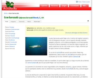 Gran barracuda (Sphyraena barracuda)