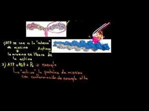 Miosina y actina (Khan Academy Español)