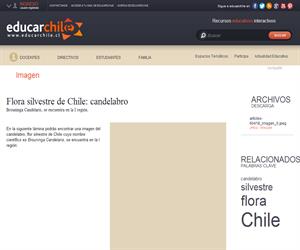 Flora silvestre de Chile: candelabro (Educarchile)
