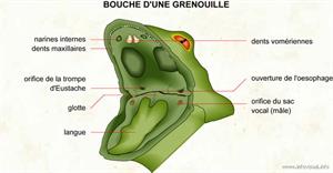 Bouche d'une grenouille (Dictionnaire Visuel)