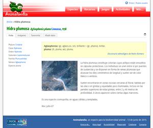 Hidra plumosa (Aglaophenia pluma )